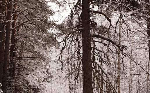 1_Salako pusis(1)_r1.jpg